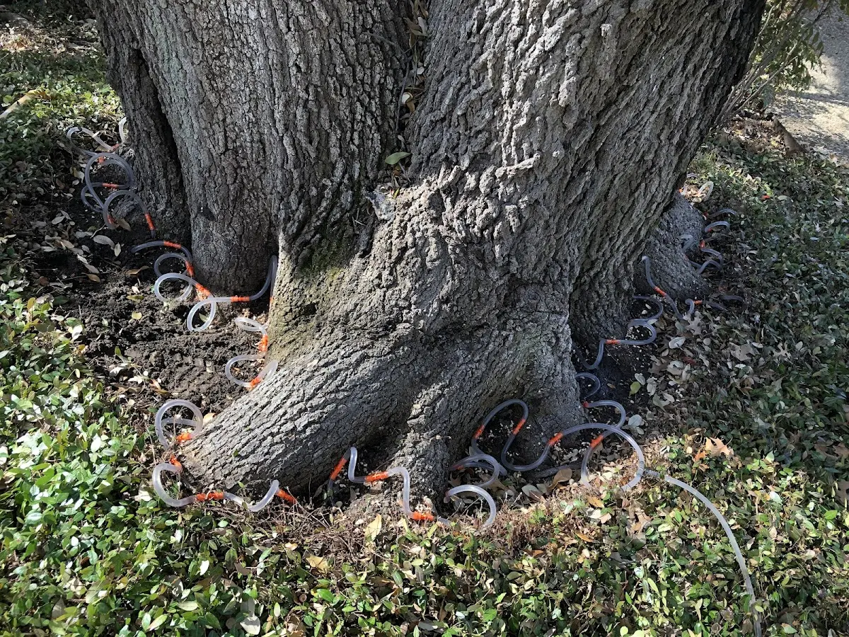 Detailed Tree Cabling and Bracing job site in Felicity